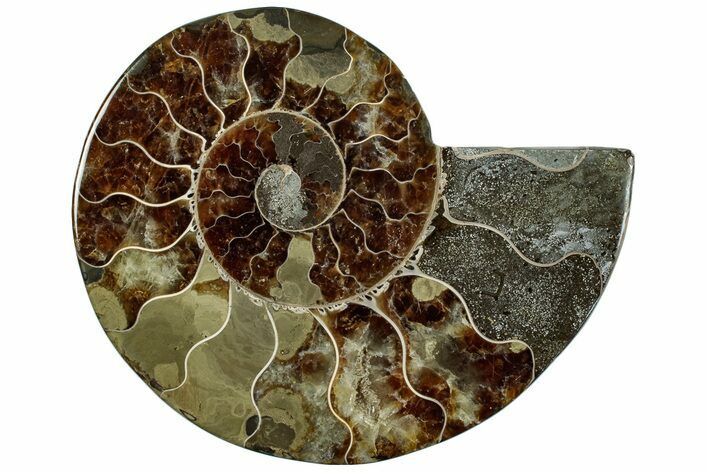 Cut & Polished Ammonite Fossil (Half) - Madagascar #292822